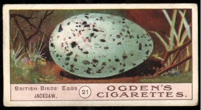 Tabakkarte, Ogen, Vögel Eier, 1904, Dohle, #21