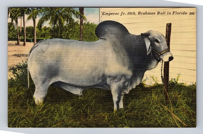 #ad #ad Bradenton FL Florida Emperor Jr. 10th Brahman Bull Vintage Postcard $0.99