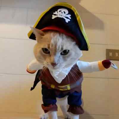 WORDERFUL Hunde-Piratenkostüm Für Halloween – Karibik-Style Für Kleine Hunde & Katzen, Größe XS