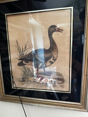 Edwards - Laughing Goose. 153 - 1745 Natural History Engraving