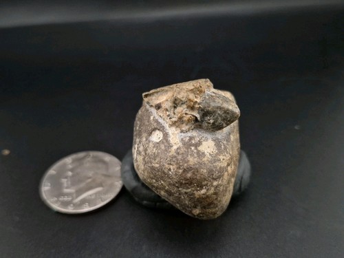 Real Fossil Dinosaur Egg Baby Alligator Snapper Embro Permineralized 