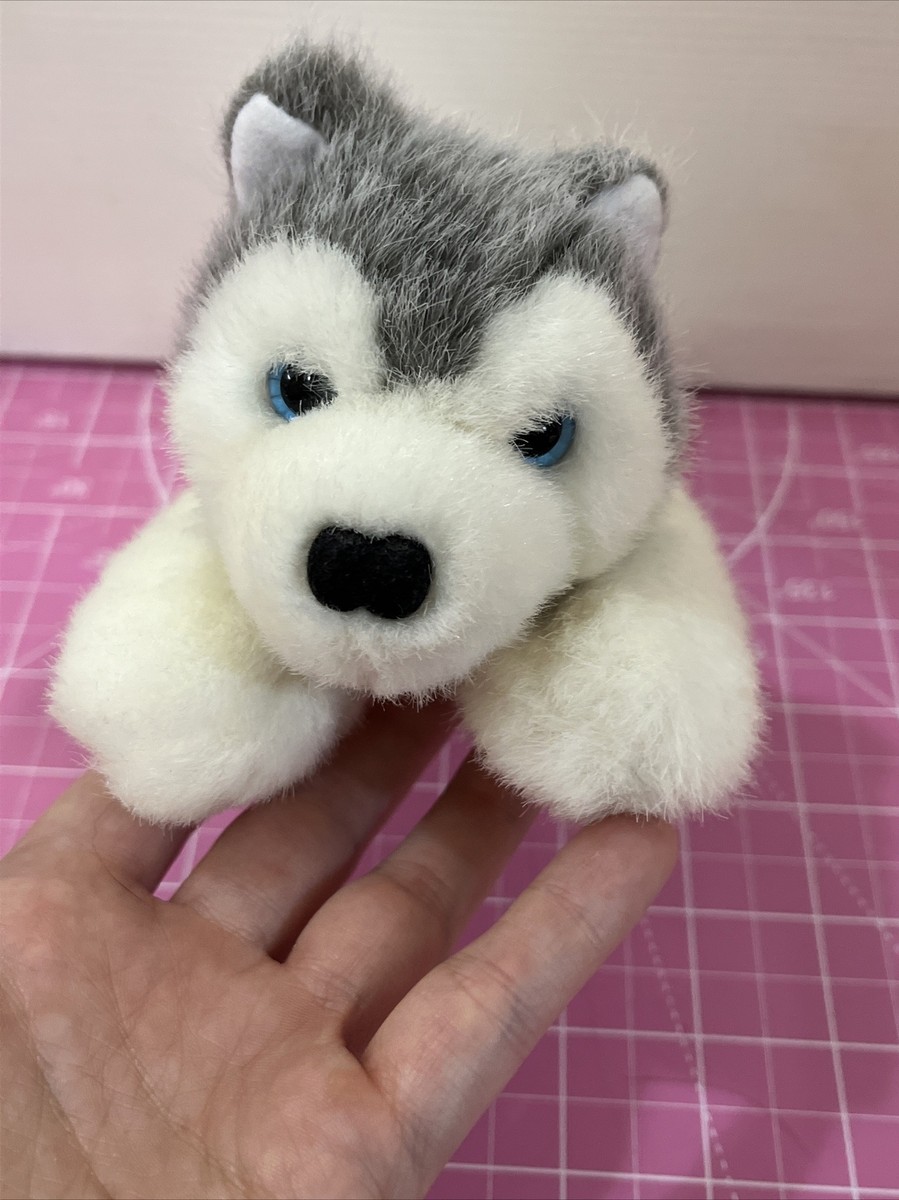 husky Copper Husky Puppy (Onyx's Female #4) (Reserved) — Halo Huskies