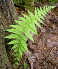5 Hay ScentedFern Rhizomes With No Leaf - Zones 3-8 - Dennstaedtia punctilobula