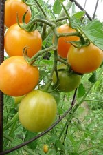 Tomate cherry Ambrosia Flame - última incorporación a la familia Ambrosia