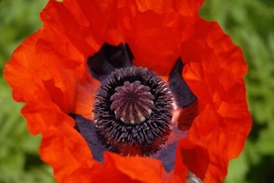 SEEDVILLE USA 100 BEAUTY Of Livermere ORIENTAL POPPY Papaver Orientale Flower Seeds