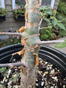 コミフォラ sp pv 2597 pv2597 commiphora コミフォラ sp PV2597