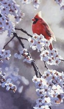 Ceramic Tile Mural Kitchen Backsplash-Spring Light Cardinal-Bird Blossoms Floral