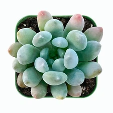 Live fresh succulent plant x Pachyveria Clavifolia Fully rooted in 2'' plant pot