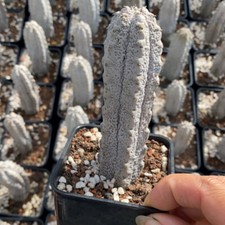 10CM Succulent Cactus Plant Euphorbia Abdelkuri Balfour Fil Grey Beautiful Plant