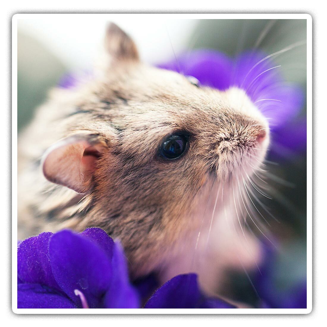 x Square Stickers 10 cm Gerbil Mice Rat Cute Rodent Cool Gift #15854 - Main Image