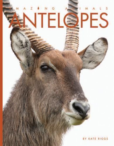 Antelopes by Kate Riggs (2016, Trade Paperback) for sale online | eBay