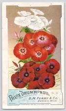 D.M. Ferry & Co Detroit MI Phlox Drummondii Seeds Victorian Trade Card