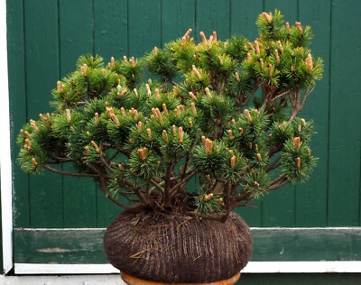 Bergkiefer Pinus mugo 40 - 60 cm mit Ballen oder im Container | eBay.de