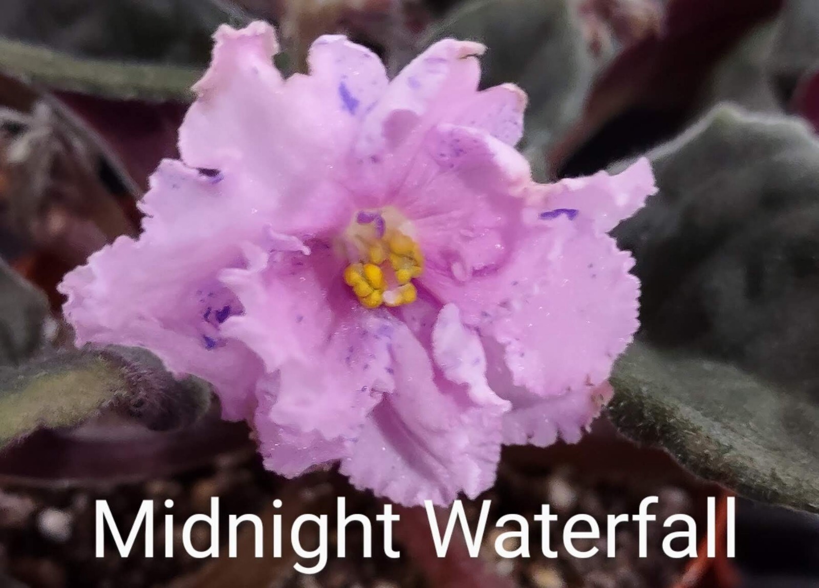 African Violet LEAF POT - MIDNIGHT WATERFALL standard