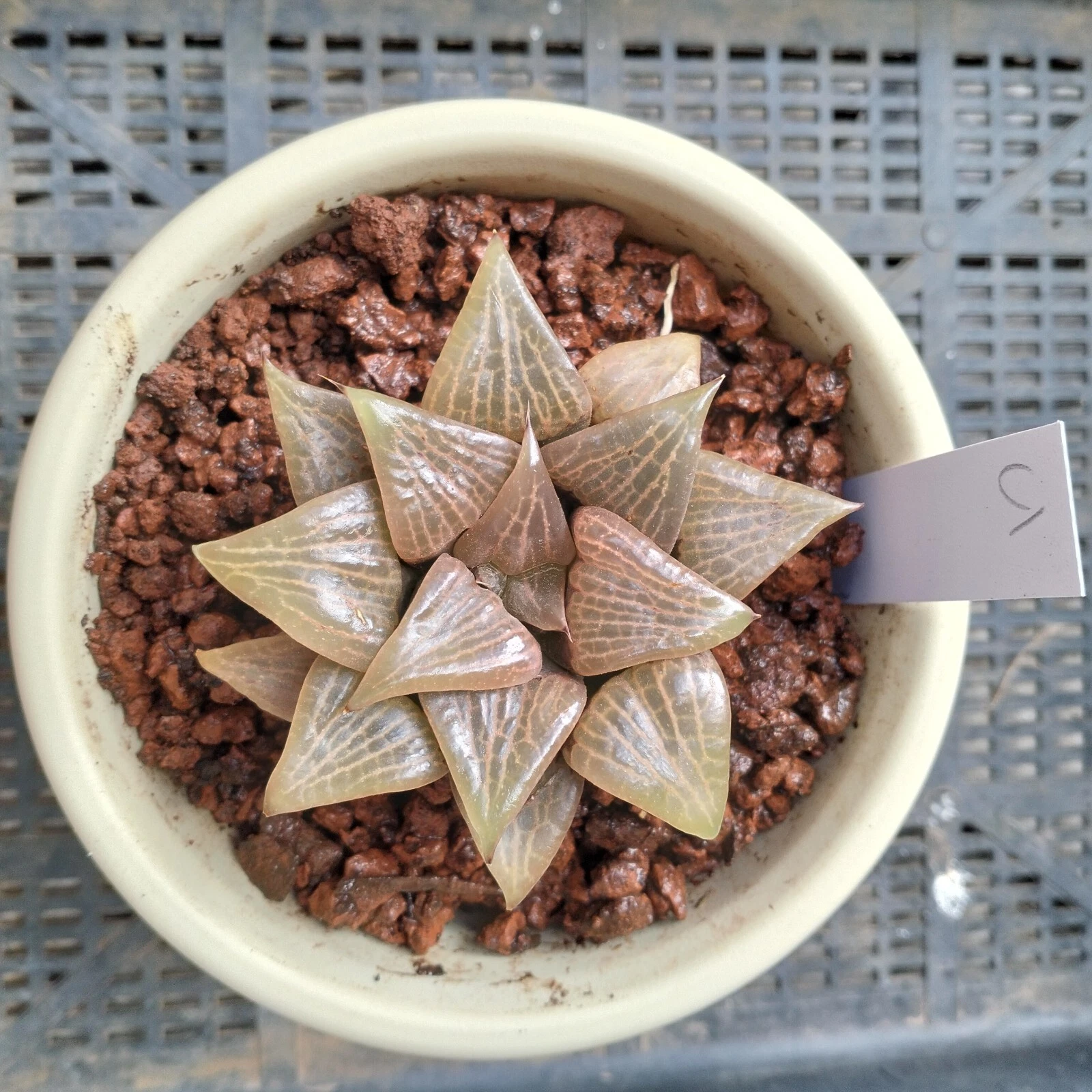 Haworthia Plant 1, about 8cm diameter Succulent