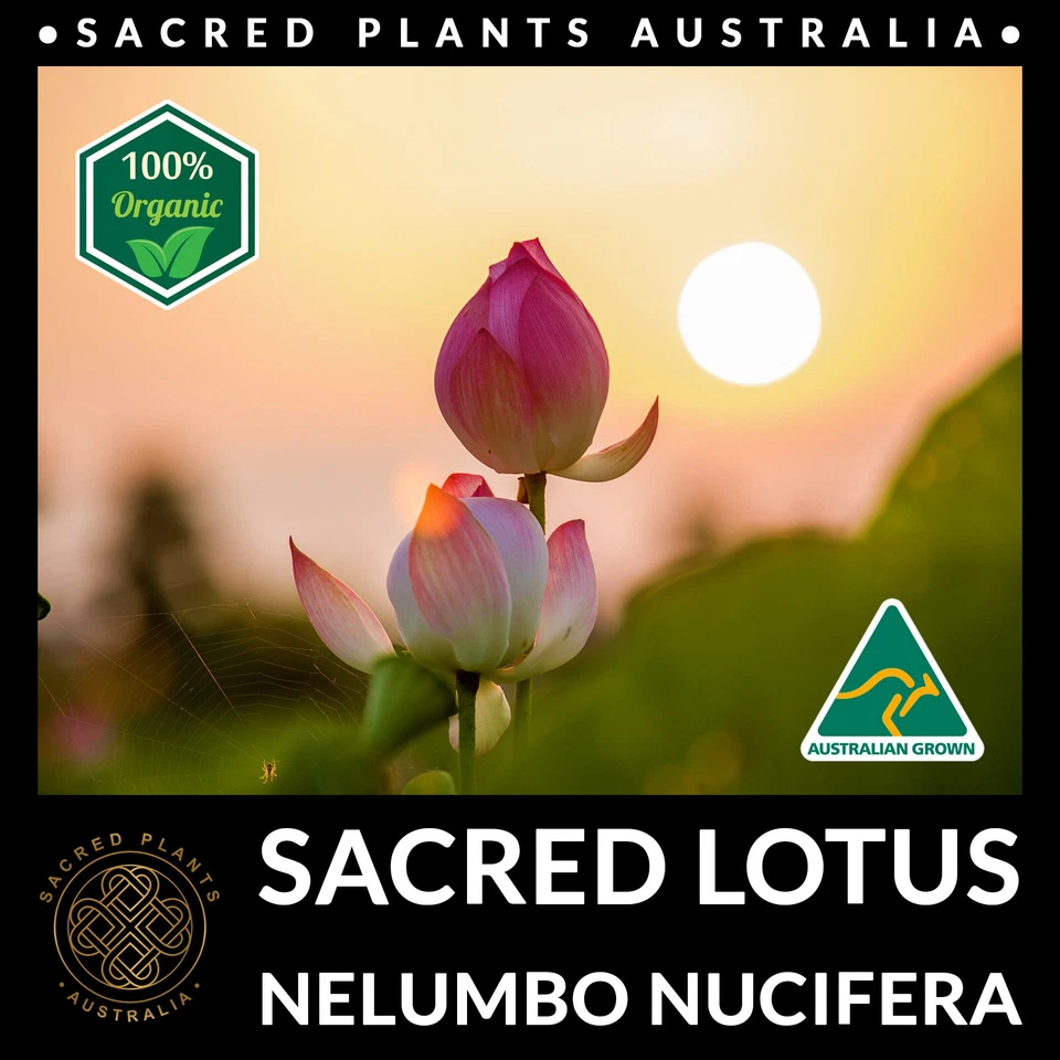 SACRED LOTUS 15 Seeds Nelumbo Nucifera Exotic Medicinal Rare Aquatic Water Plant - Image 4 of 4