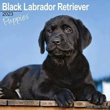Lab Puppies Calendar - Black Labrador Retriever - Dog Breed Calendars - 2 - GOOD