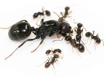 RARE European Harvester Ants Messor Barbarus Queen W/ 1-5W Colony LIVE FEEDER