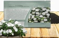 Outsidepride White Periwinkle Seeds for Planting – 2000 Pcs Annual, Fast-Bloomin