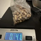 1/4 lb Fresh Acorns for Wildlife or Planting (2025) Live Oak