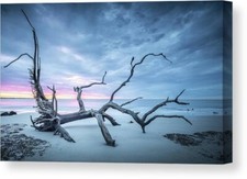 Dramatic Sky Driftwood Beach Jekyll Island Georgia Canvas Print 24x36