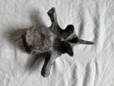 Fossil Dinosaur vertebrae- Large Dorsal Spine Bone Hadrosaur? Montana 6.5 Wide