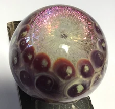 Tide Pool Art Glass Paperweight Anemones & Sea Flower w Fossilized Stand 1.75"