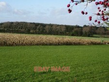 PHOTO  CORN CROP SOUTH-EAST OF DEAD MANS BELT LOOKING NORTH-WEST ACROSS TOWARDS