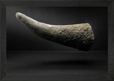 Rhinoceros horn floating Framed Wall Art Poster Canvas Print Picture