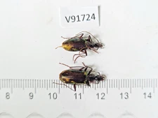 V91724. Insects, Beetles, Carabidae. North Vietnam, Lai Chau