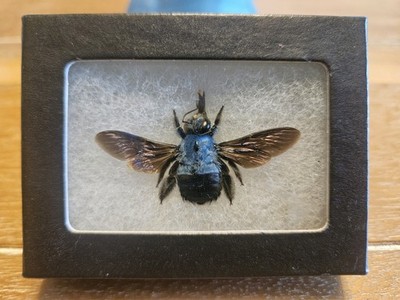 Xylocopa caerulea REAL BLUE CARPENTER BEE BUMBLEBEE INDONESIA