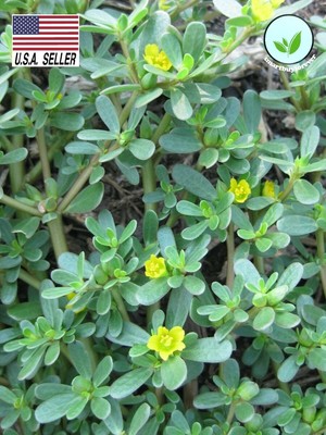 500 Seeds Heirloom Herb Portulaca Oleracea Green Purslane Culinary Medicinal Ebay