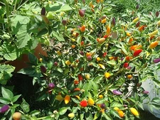 Bolivian Rainbow Heirloom hot pepper *Seeds of Life* 10 seeds