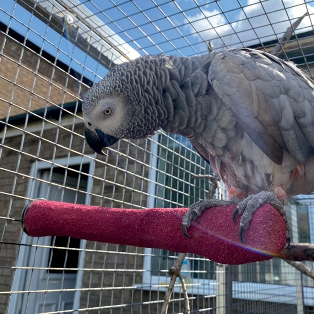 Sanded Nail Trimming Parrot Perch - Large