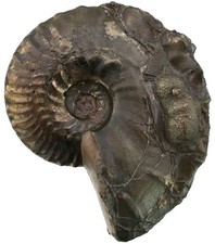 Dogger Distichoceras bicostatum grande ammonite Albstadt - Lautlingen X7-6