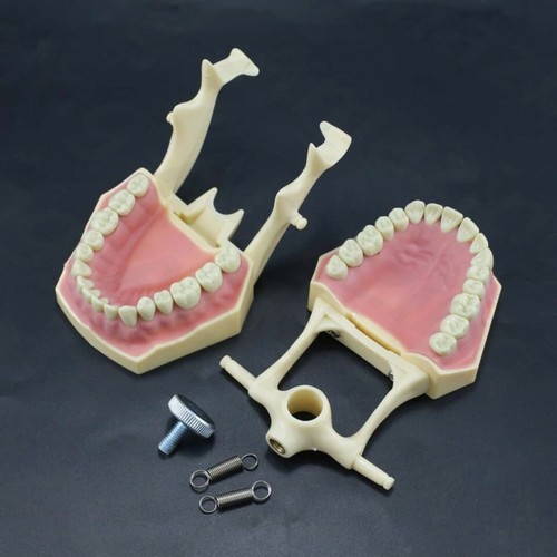 Dental Frasaco AG3 Tipo Typodont Modelo 32PC Dientes Restaurador Extraíble Atornillable - Imagen 2 de 9