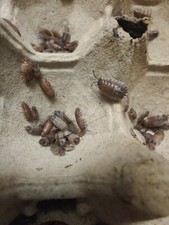 15 Scaber Skewbald tri isopods . Free Shipping.