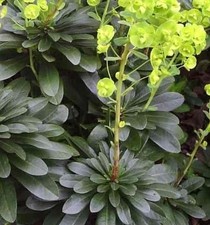 5x Euphorbia Robbiae (Wood Spurge) Perennial Plants - Hardy/Evergreen -Bare