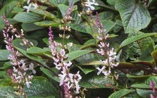 Plectranthus ciliatus - Swedish Ivy Rooted Cutting/Plug Plant