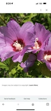 Rose of Sharon Hibiscus Plant Pack