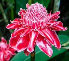 🌺🌺 Magnificent Curcuma Red flower-plant 3root rhizomes fast grow turmeric GR29