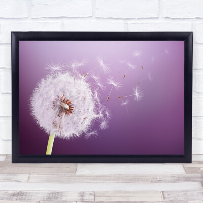 Pusteblume fliegt abstrakt schwarz Schönheit Biologie Blüte Blasen Kunstdruck