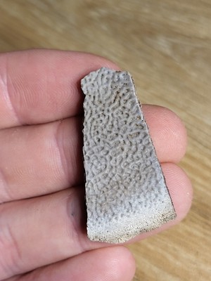 Schildkrötenpanzer Fossil Hell Creek Formation Dinosaurier Alter Knochen ~ 1,5 Zoll (Ref7902)