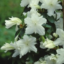 1 X AZALEA 'GEISHA WHITE' JAPANESE EVERGREEN SHRUB HARDY PLANT IN POT