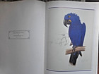 Book  " Parrots, McCaws and Cockatoos " of  Elizabeth Butterworth paintings — photo 4