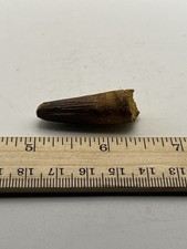 Spinosaurus 1.5” TOOTH  Teeth Dinosaur Fossil T Rex Cretaceous Morocco F95