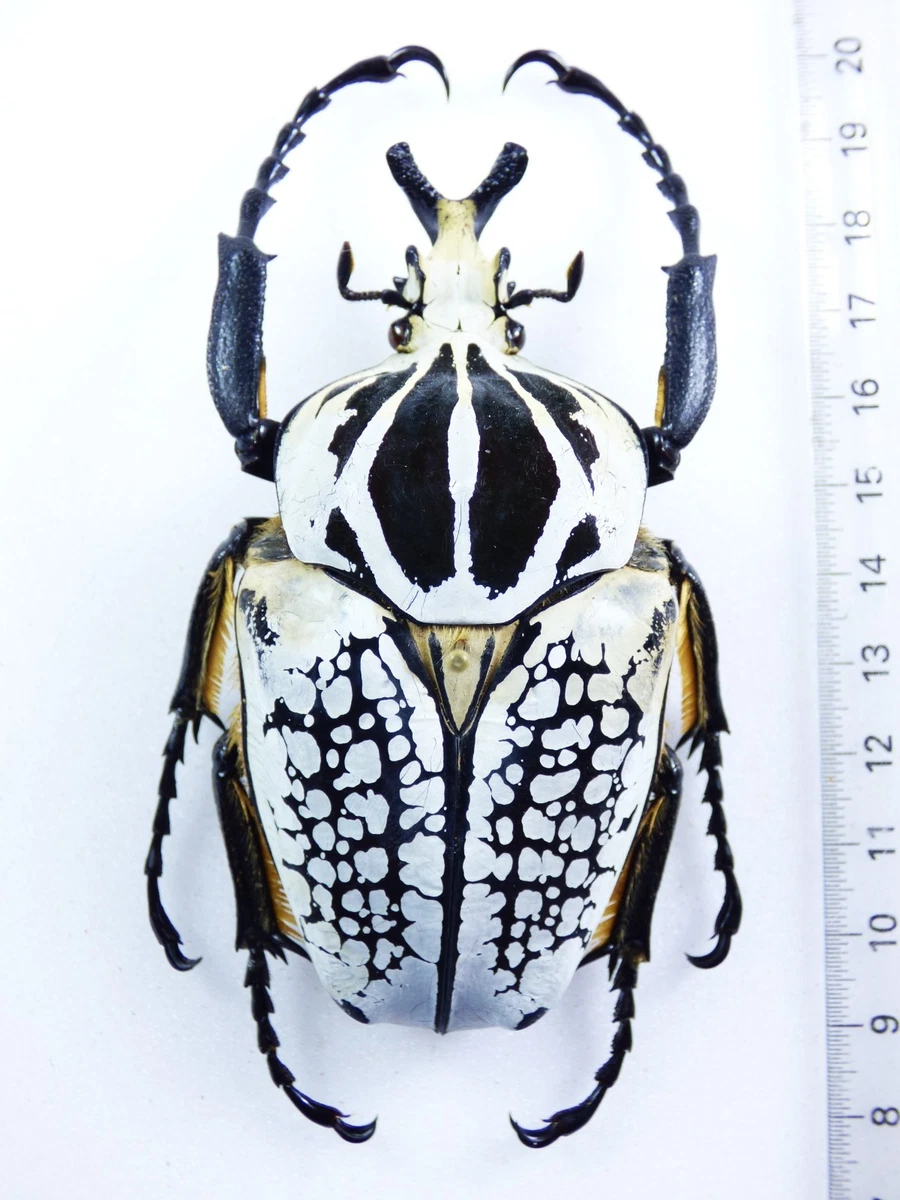 Goliathus Beetle for sale | eBay