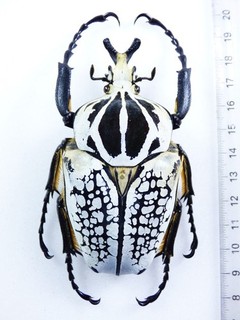 ENTOMOLOGY BEETLE: GOLIATHUS ORIENTALIS MALE 88MM DRC OLD COLL!