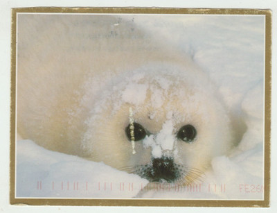 Baby Seal Postcard P19