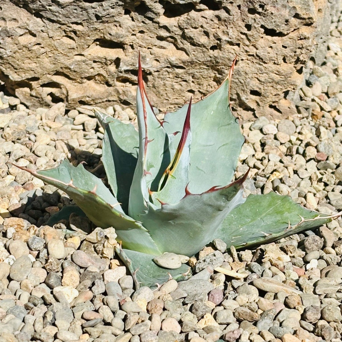 Agave parrasana 'High Desert' COLD HARDY ZONE 7 | eBay